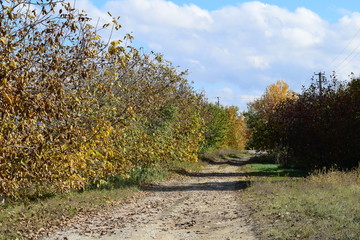 Collection of Beautiful Colorful Autumn Leaves