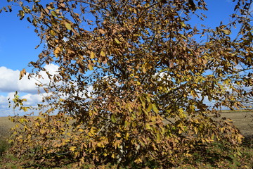 Collection of Beautiful Colorful Autumn Leaves