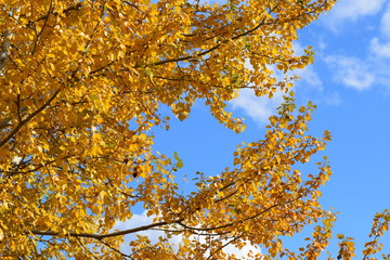 Collection of Beautiful Colorful Autumn Leaves