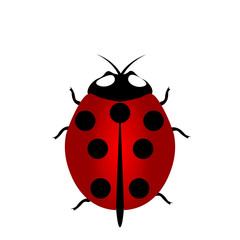 Red Ladybug