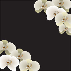 Nine orchid flowers
