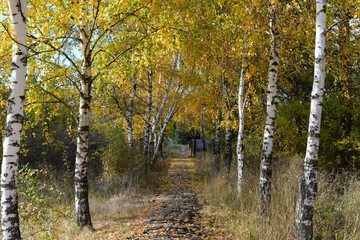 Obraz premium Collection of Beautiful Colorful Autumn Leaves