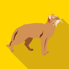 Cats of different breeds with long shadow