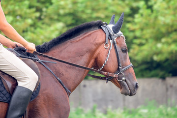 Obraz premium Portrait of beautiful horse with rope halter