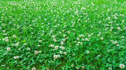 Medicinal plant, white clover field.
