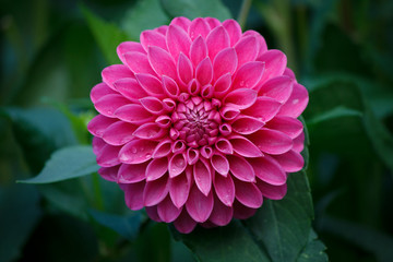 Schöne rosa Dahlie-Blume