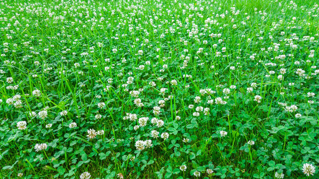 Fototapeta Medicinal plant, white clover field.
