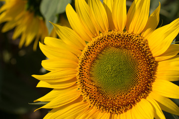 field of sunflowers at sunrise