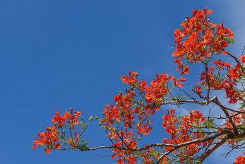 Royal Poinciana tree (peacock flower) and blue sky