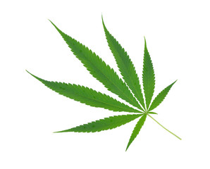 marijuana  leaf on white background