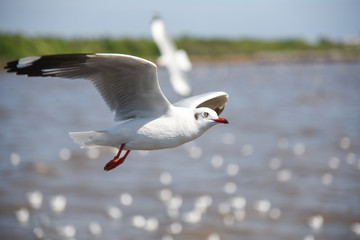 Seagull fly over the sea
