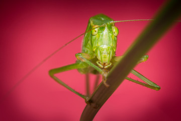 Fork-Tailed Bush Katydid