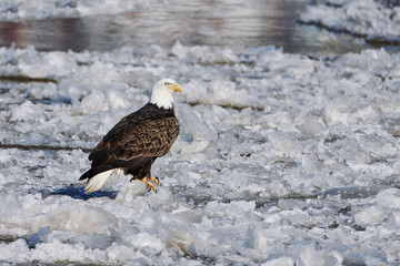 Bald Eagle - Haliaeetus leucocephalus, floating down the Mississippi River on the ice