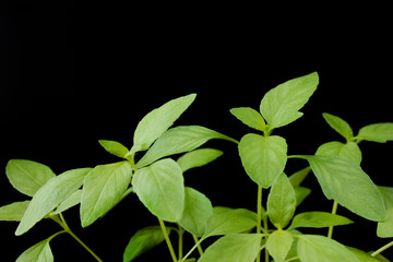 Passionflower young plant