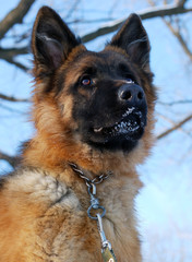 Portrait of beautiful fluffy German shepherd dog Junior puppy in a winter snowy field. nine months age
