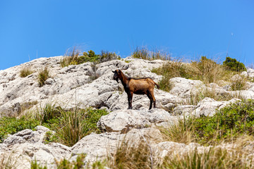 Naklejka premium Goat on the rock