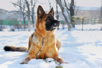 Portrait of beautiful fluffy German shepherd dog Junior puppy in a winter snowy field. nine months age