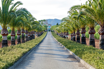 Obraz premium Road with palms