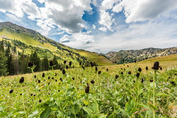 Bloomed out daisy wildflowers in alpine mountains at Albion Basin by Salt Lake City, Utah 