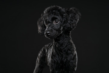 balck poodle portrait in black background