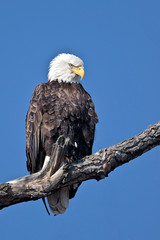 Bald Eagle - Haliaeetus leucocephalus