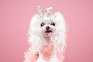 Maltese portrait in pink background