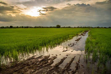 Fototapeta na wymiar sunset on rice field landscape