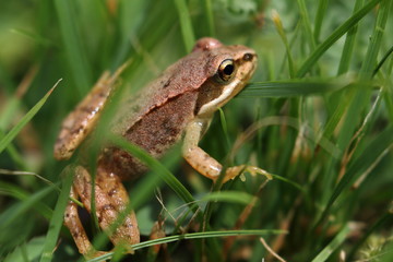 Grenouille