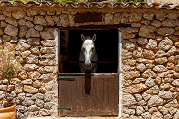 Horse in stable