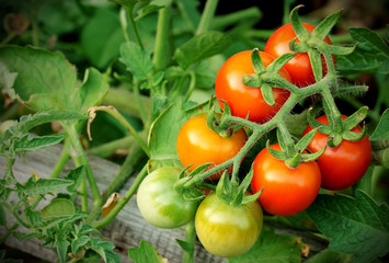 Cherry tomatoes bunch