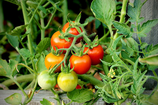 Cherry tomatoes bunch in a greenhouse