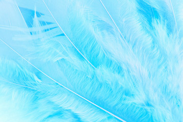 closeup of the feather macro texture