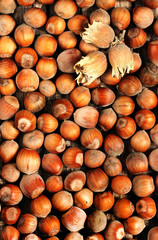 Hazelnut