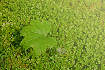 Obraz premium Green leaves on fern background