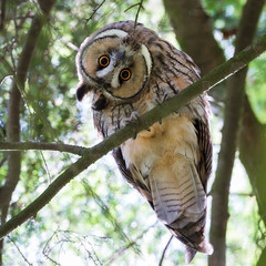 Fototapeta premium Die Waldohreule (Asio otus) sitzt auf einem Baum und verdreht den Kopf