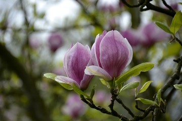 Detail of magnolia flowers and leaves 