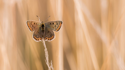 Schmetterling Gemeiner Bläuling (Lycaena icarus) Weibchen