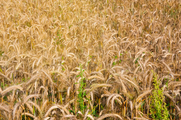 Wheat fields in the middle of the day
