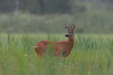 Roe Deer