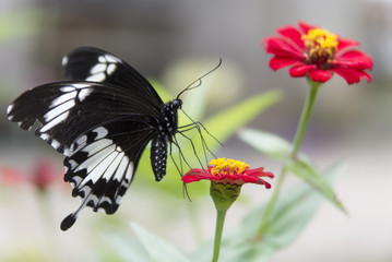 Butterfly on the flower