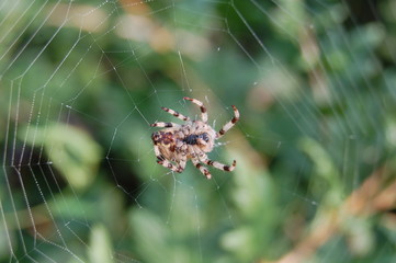 паук плетет паутину