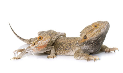 Pogona vitticeps in studio