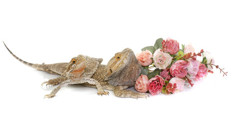 Obraz premium Pogona vitticeps in studio