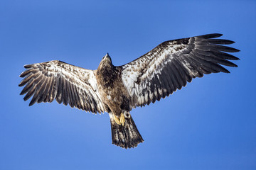 Immature Bald Eagle flyover.