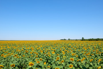 sunflower field and clear sky, beautiful summer landscape