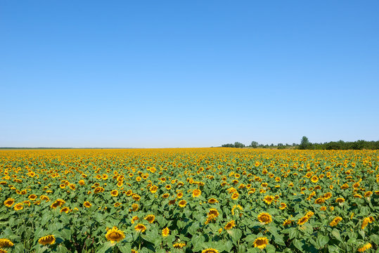 sunflower field and clear sky, beautiful summer landscape © soleg