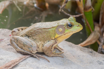 Bullfrog On A Rock