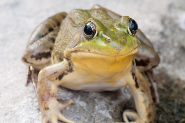 Bullfrog On A Rock