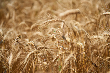 wheat field closeup, beautiful summer landscape
