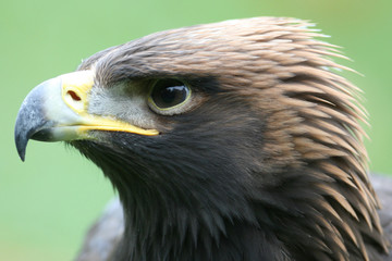 Golden Eagle